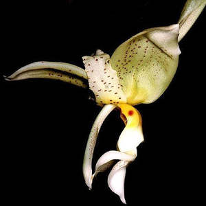 Species: Stan. inodora