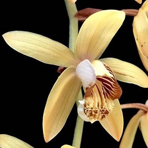 Species: Coel. tomentosa