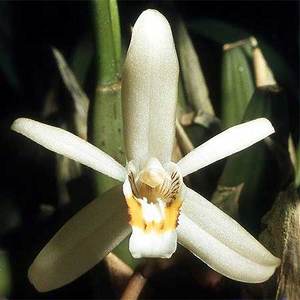 Species: Coel. flaccida