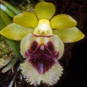 Orchid Flasks: Haraella (Hal.) retrocalla (FLASK)