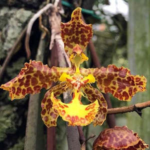 Orchid Flasks: Trt. stacyi (FLASK)