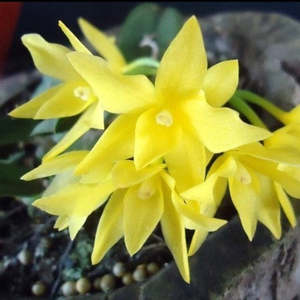 Orchid Flasks: C. cernua aurea x sib (FLASK)