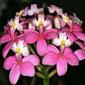 Cattleyas: Epi. (Pacific Sunset x Cocktail Hour) x self (FLASK)