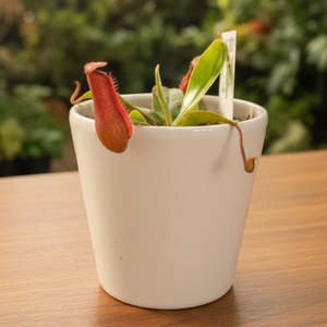 Hhouseplants: Nepenthes 'Bloody Mary'
