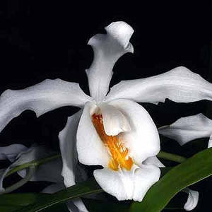 Clearance: Coel. cristata