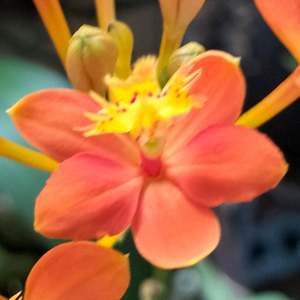 Epi. (Sun Valley 'Antonio' x Sun Valley 'Mango') x self (FLASK)