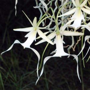 Dendrophylax lindenii (syn. Polyrrhiza lindenii) (FLASK)