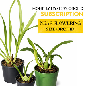 New Arrivals: Subscription - Near Flowering Size Orchid