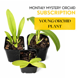 Subscription - Young Orchid Plant
