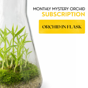 New Arrivals: Subscription - Orchid in Flask