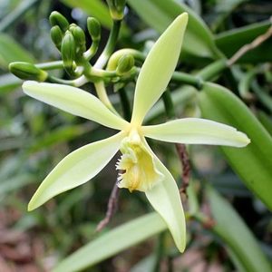 Vanilla planifolia (FLASK)
