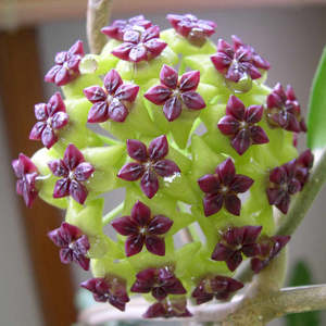 Hoya cinnamomifolia