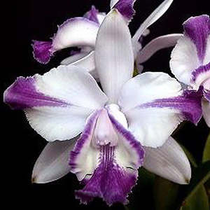 Species: C. intermedia var. aquinii orlata coerulea