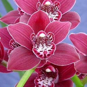 Cym. Redvale Planet x Last Tango 'Geyserland'