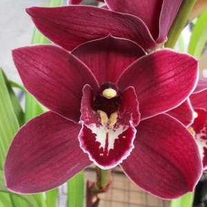 Cym. Red Sox 'Hot Ember' x (Panther Beauty x May Hopcraft)