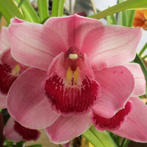 Cymbidiums: Cym. Red Smoke x Red Sox