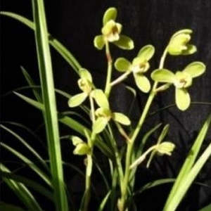 Cymbidiums: Cym. Medhi (kanran 'Huang Hsiang Mei' x sinense 'Chin Hua Shan')