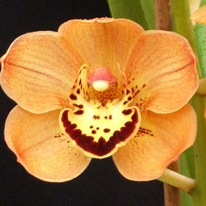 Cym. Flaming Beauty (orange) x tracyanum