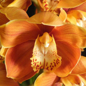 Cym. Coraki Smoke 'Orange Squash x (Panther Beauty x May Hopcraft)