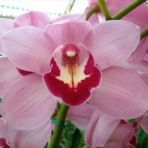 Cymbidiums: Cym. Camouflage Candy 'DT6' x Red Sox 'Black Fire'