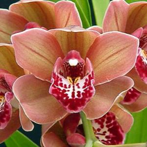 Cymbidiums: Cym. (Mem. Lucy Blom x Red Planet) x Last Tango
