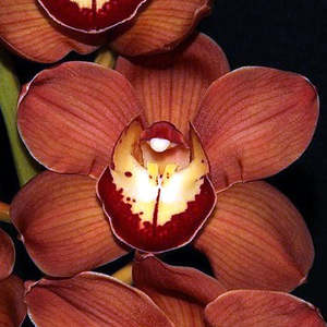 Cymbidiums: Cym. Alan Porter 'Burnt Orange' x Red Sox 'Hot Ember'