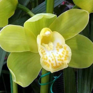 Cymbidiums: Cym. (Yellow Delight x Dolly's Sleeping) 'Apricot Flush' x Wyanga 'Elanora'