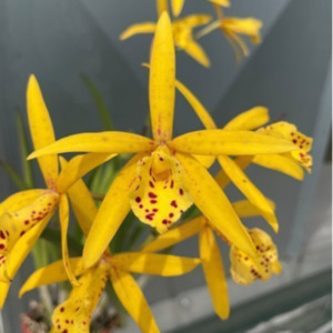 Bct Hawaiian Treat (Bc. Richard Mueller 4n x Ctt. Trick or Treat 4n)