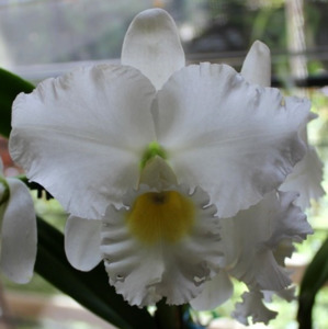 Rlc. Donna Kimura 'Asa' AM/AOS x C. Taida Swan 'Taida'