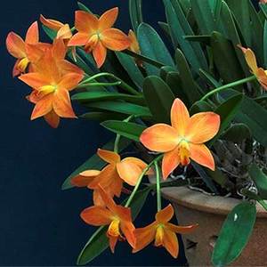 Cattleyas: C. Pole-Star 'April Jewel' x C. Lindy-Lou