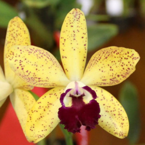 (Rlc. Suncoast Sunspots x C. Natalie Clark) x C. Angel Star (pink form)