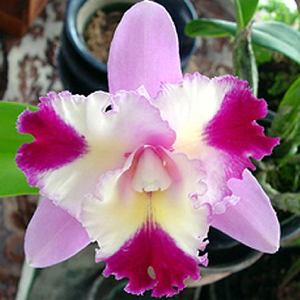 Cattleyas: C. Mari's Song x Sunset Vision