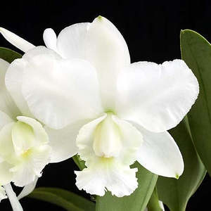 Cattleyas: C. walkeriana var. alba 'Bayswater' x sib