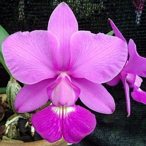 Cattleyas: C. walkeriana 'Fred' (pink) x walkeriana var. alba 'Bayswater'