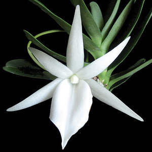 Angraecum didieri