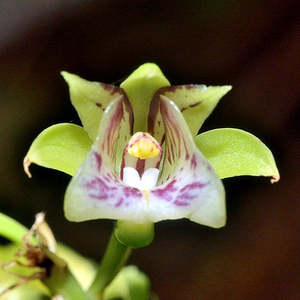 Oeceoclades pulchra x roseovariegata