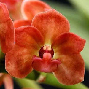Rhy. gigantea x sib (orange x panda)