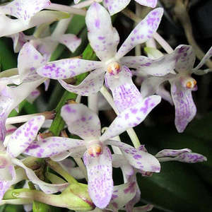 Van. Pinky 'coerulea' x Rhy. gigantea (spots)