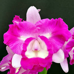 Orchid Flasks: Rlc. Kiwi Beauty x C. walkeriana