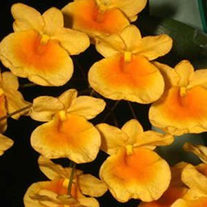Den. aggregatum (FLASK)