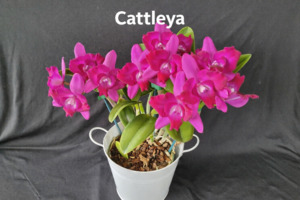 Orchid Plant Gift Pack