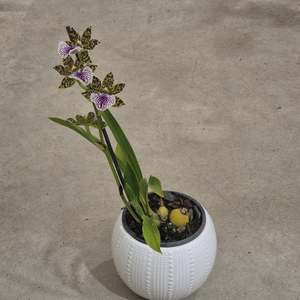 Zygopetalum - In Flower/Spike