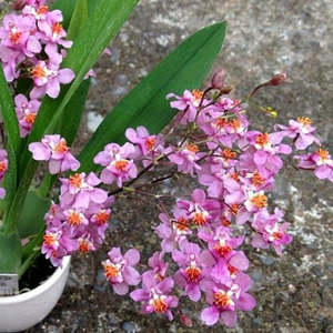 Onc. Tsiku Marguerite