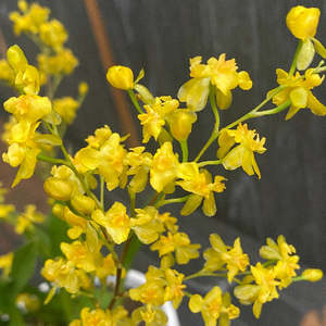 Onc. Gold Dust