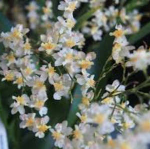Onc. Twinkle 'CT-White Strong'