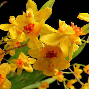 Onc. Twinkle 'Chian-Tzy Golden #3'