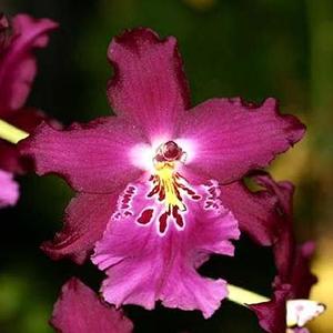 Mtdm. Tropical Heat Wave 'Everglades'