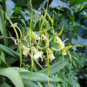 Brs. brachiata