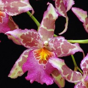 Alcra. Tropic Tom 'Paleface'