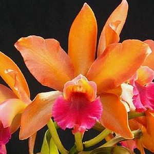 Rth. Nobile's Ambar x C. Brabantiae (FLASK)